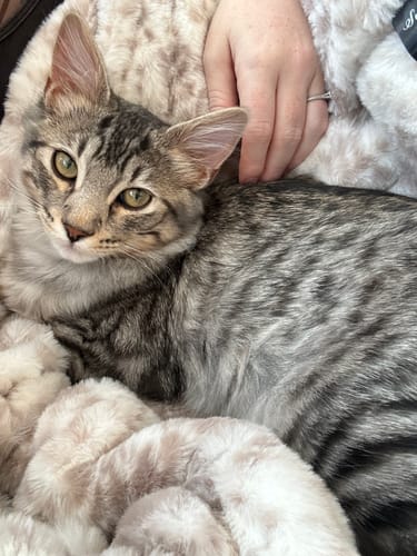 Customer photo review of Snow Leopard Minky Blanket