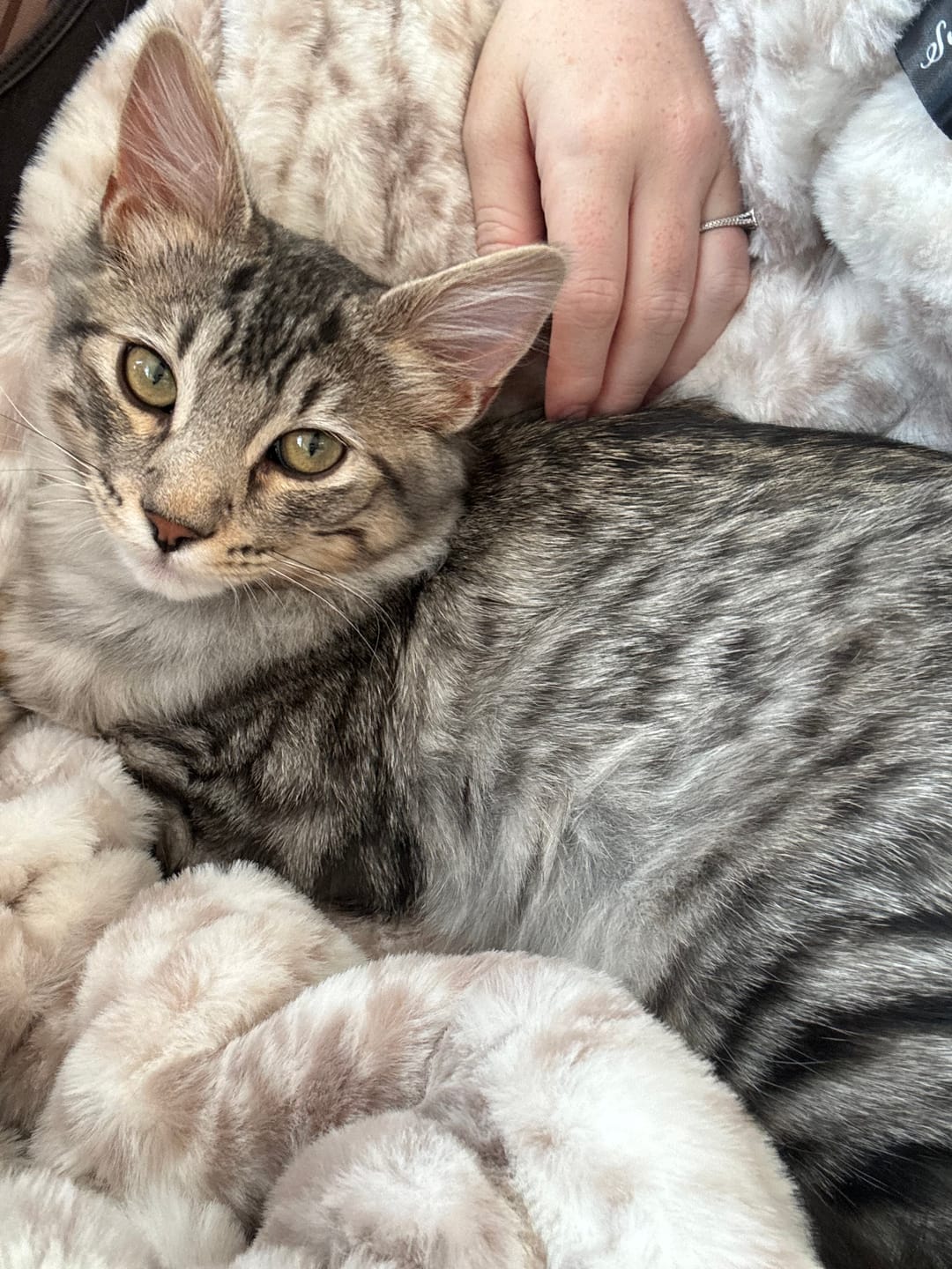 Customer photo review of Snow Leopard Minky Blanket