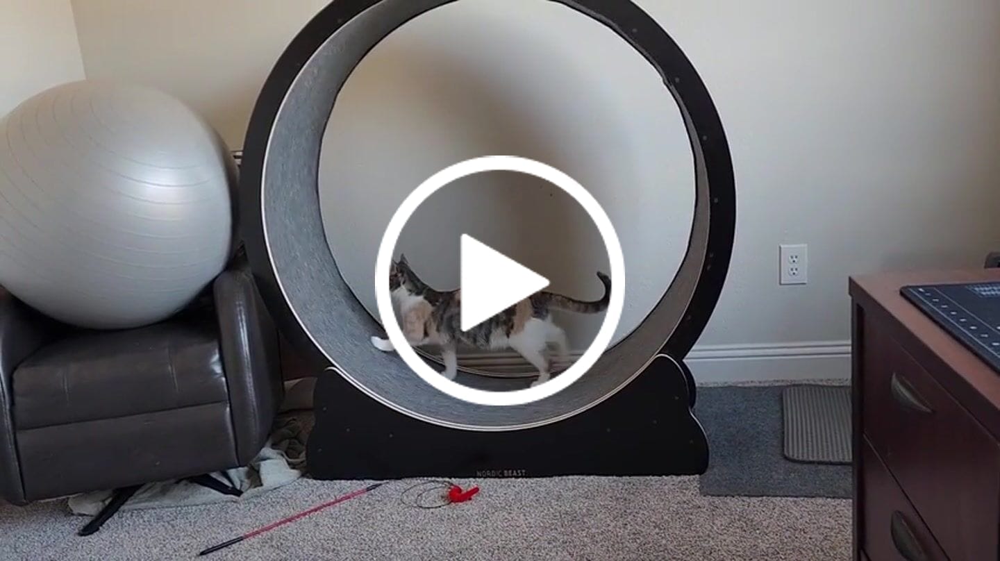 Customer video review of Nordic Beast Cat Wheel — Built for Large, High Energy Indoor Cats