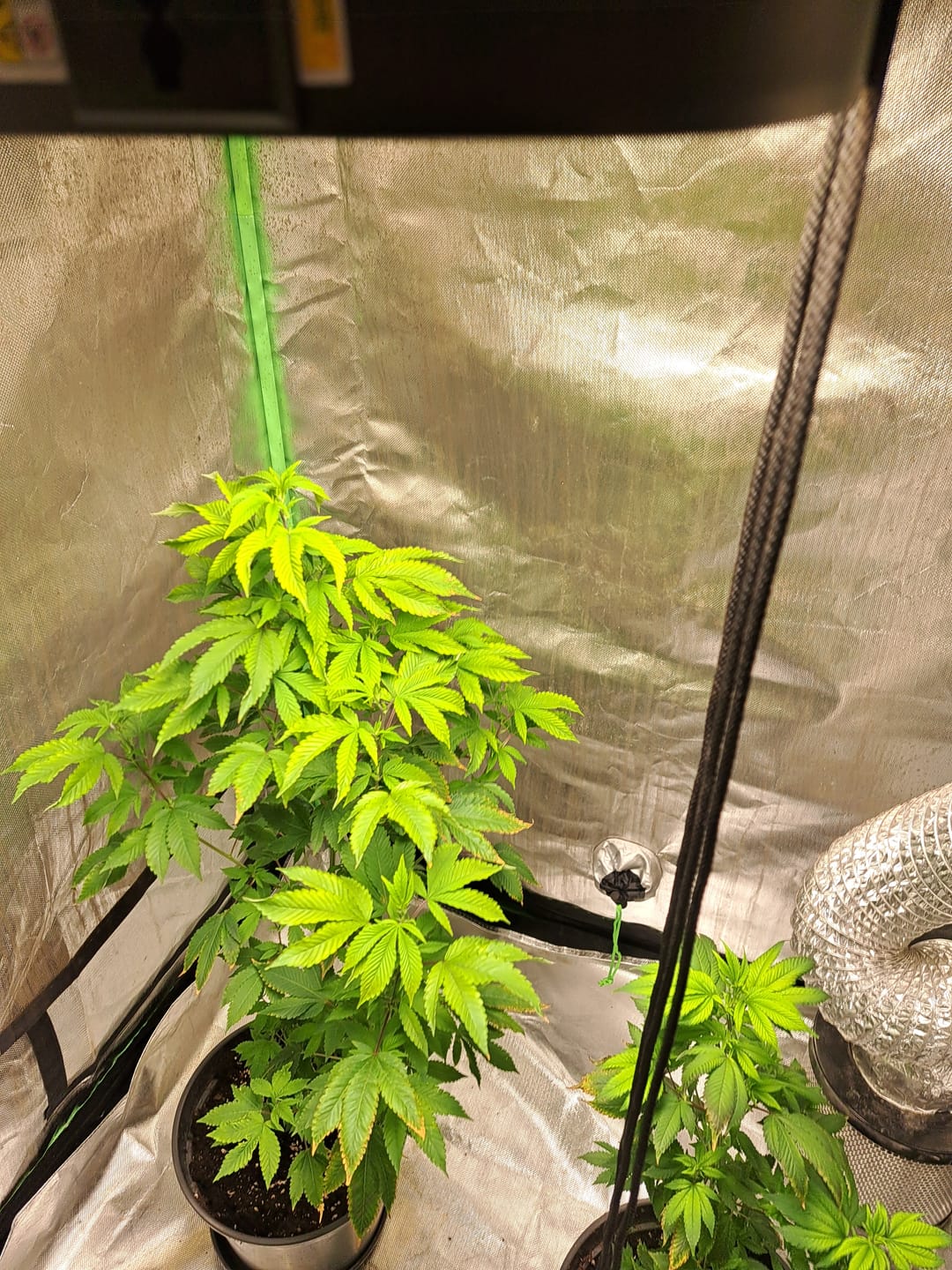 Customer photo review of Hanfstecklinge | Blackberry Moonrock