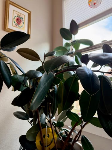 Customer's leafy green plant shown with a yellow smiley face sticker from the Fungus Gnat Death Drops kit.