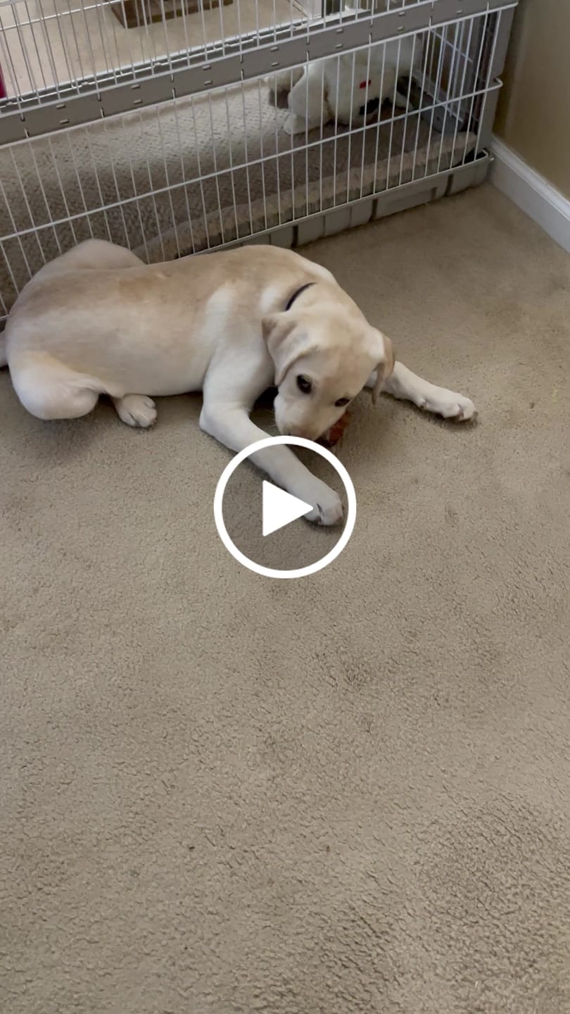 Customer video review of Hickory Smoked Bully Sticks