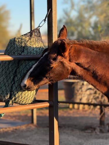 Customer photo review of 5 For $100 Deal