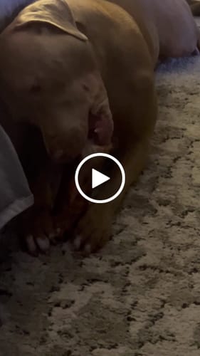 Customer video review of Smoked Beef Marrow Bone