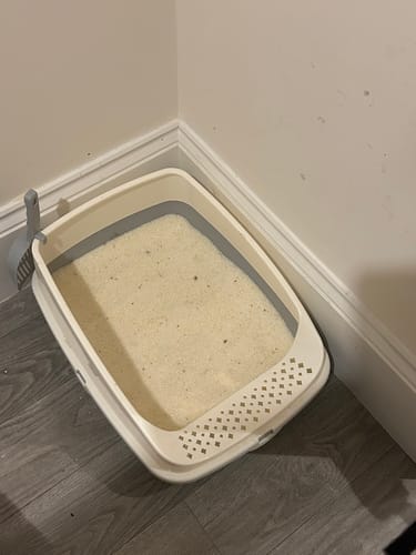 Customer photo review of 1 Month Supply – 2 Cat