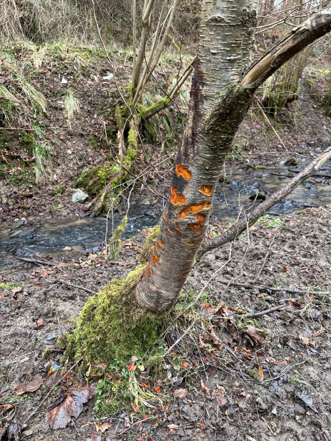 Customer photo review of Teer-Plus Wildlockmittel - Schwarzwild