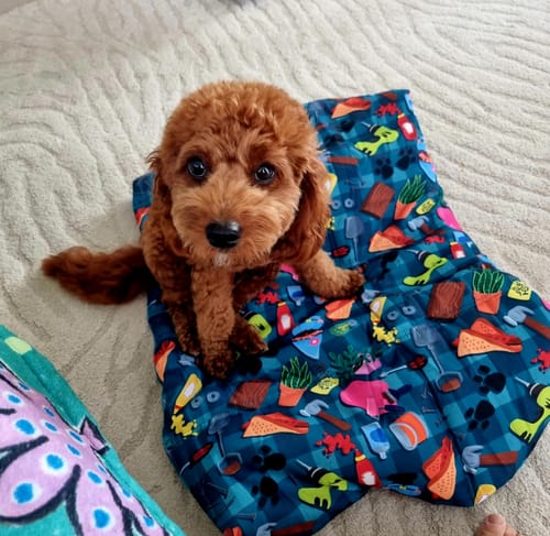 Customer photo review of "BUNNINGS TRIP" MAT