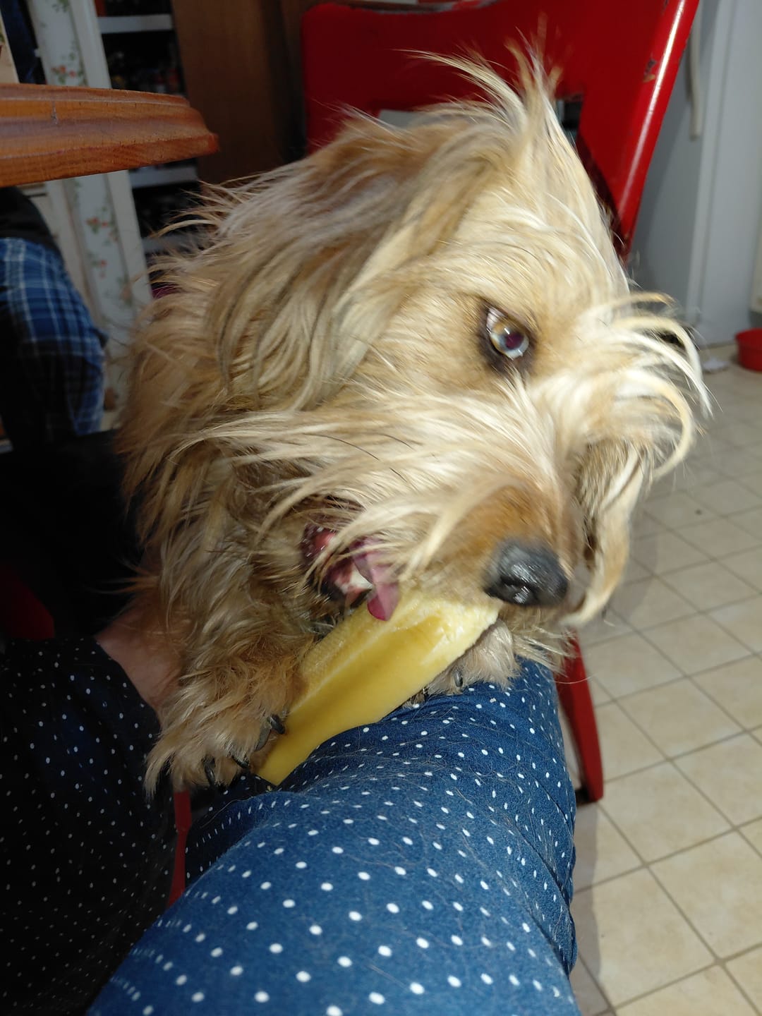 Customer photo review of Himalayan Yak Chew (MEDIUM)