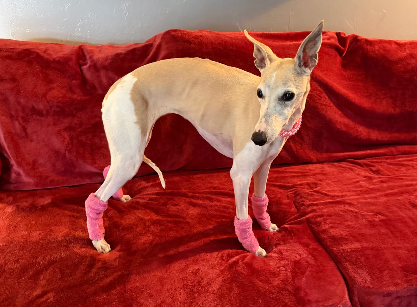 Customer photo review of Stretchy Fleece Dog Leg Warmer Sleeves