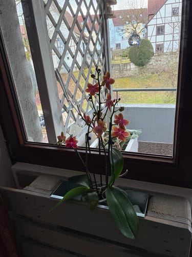 Ein Kunde zeigt die Duftorchidee Bolgheri mit leuchtenden, orangen Blüten auf einer Fensterbank.