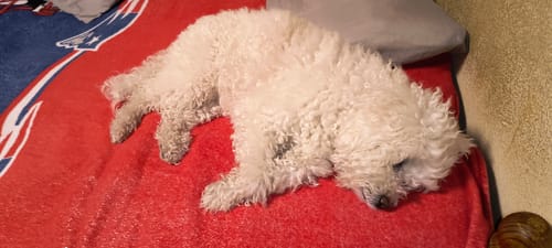 Customer photo review of CT0035 1 Pieza De Tazon Plegable Chico Para Mascota