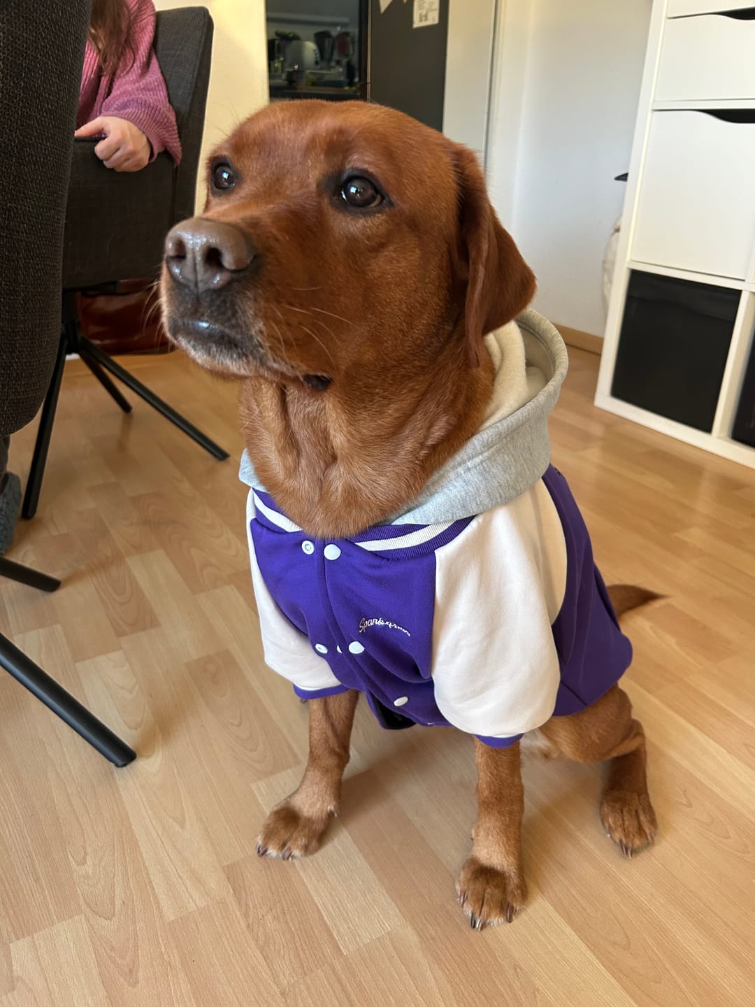 Customer photo review of Dog Varsity Jacket - Purple