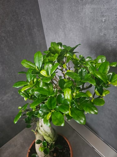 Customer photo review of TESTOSTERONE PACK CB®