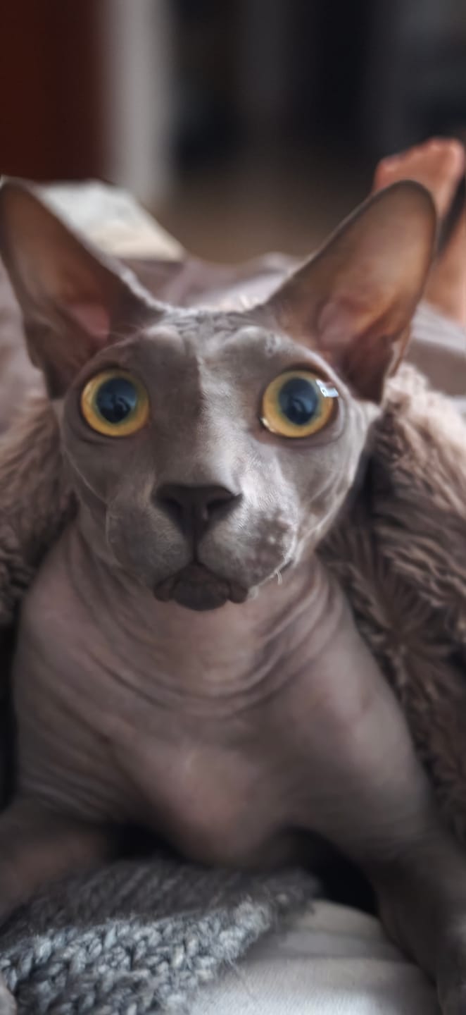 Customer photo review of Cat Adult