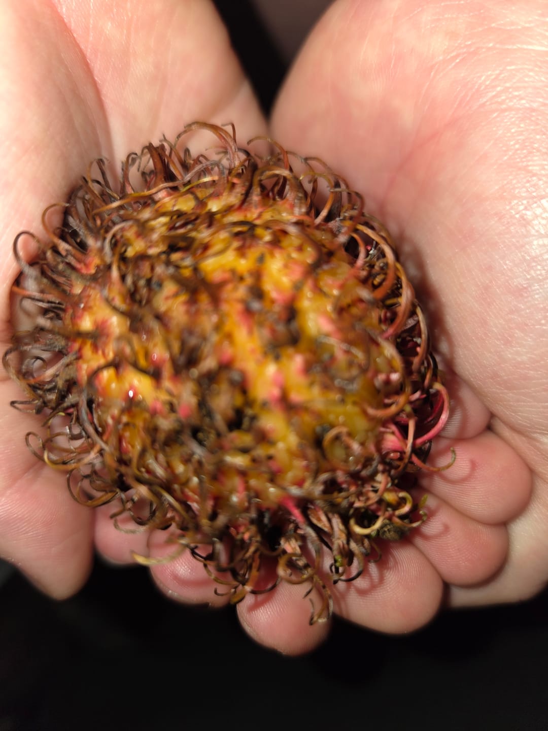 Customer photo review of Rambutan naturbelassen
