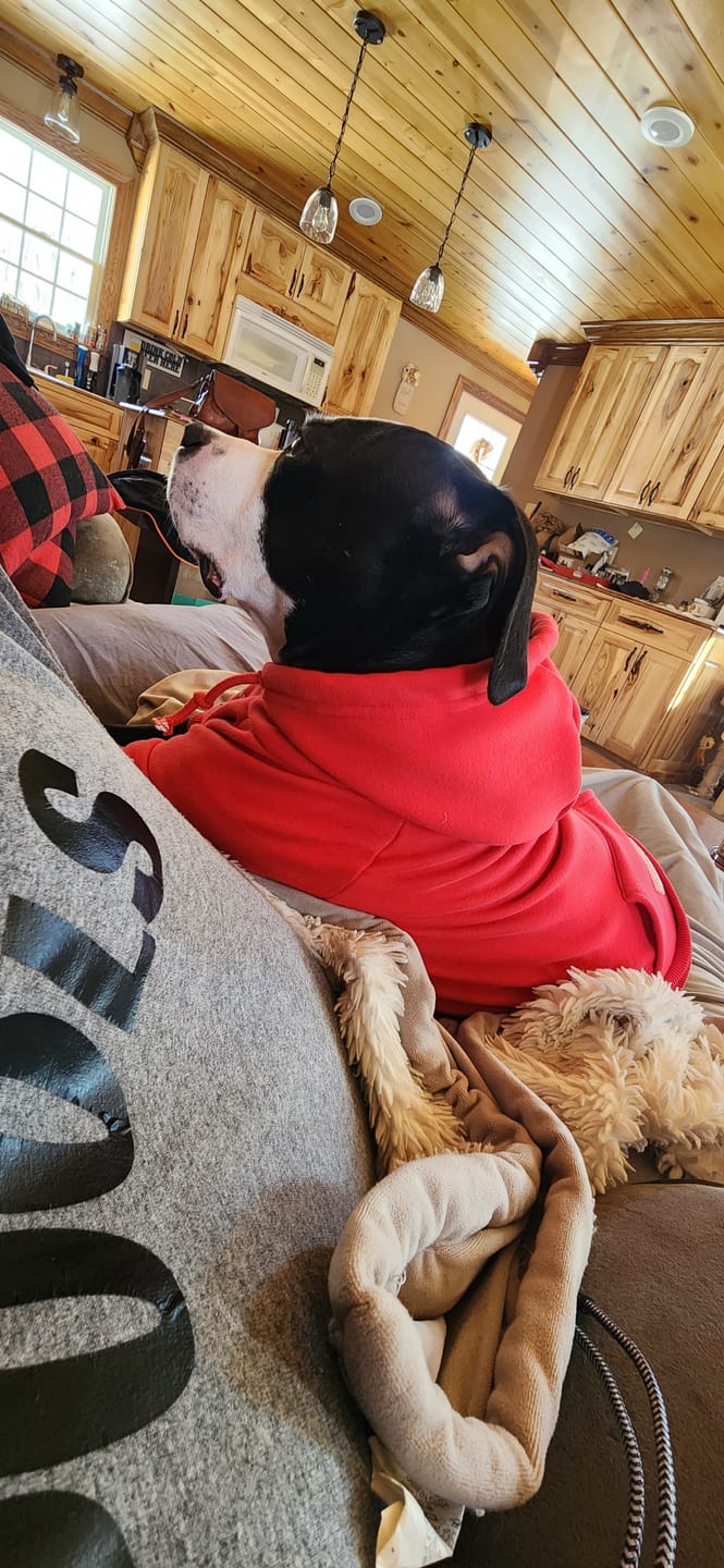 Customer photo review of Essential Dog Hoodie - Crimson Red