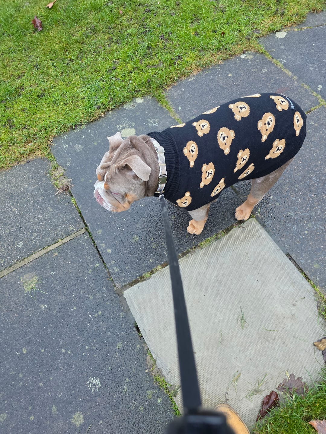Customer photo review of Broken Teddy Bear Knit Dog Sweater - Black