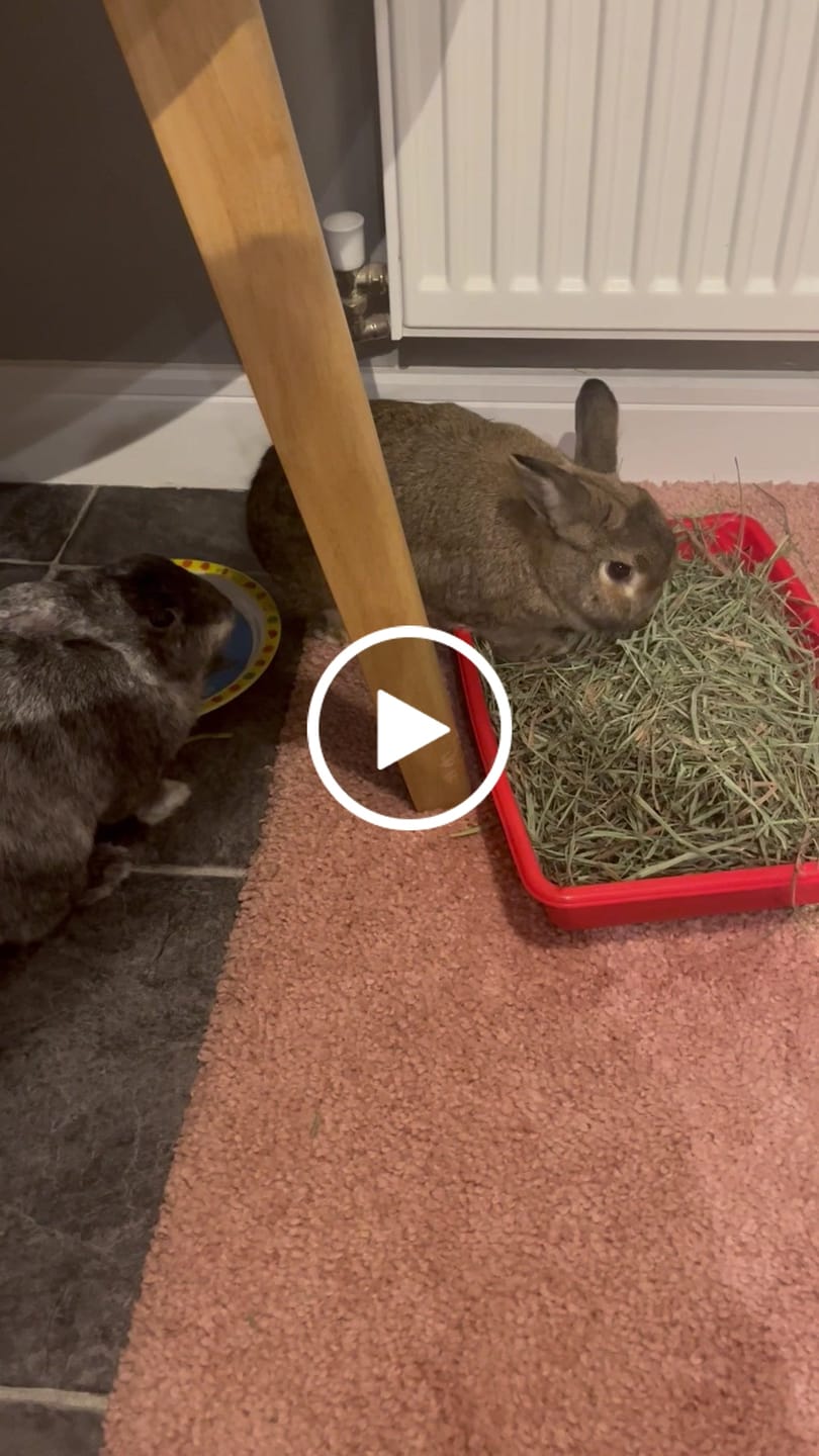 Customer video review of Try Me - First and Second Cut Ultra Premium Timothy Hay Starter Pack