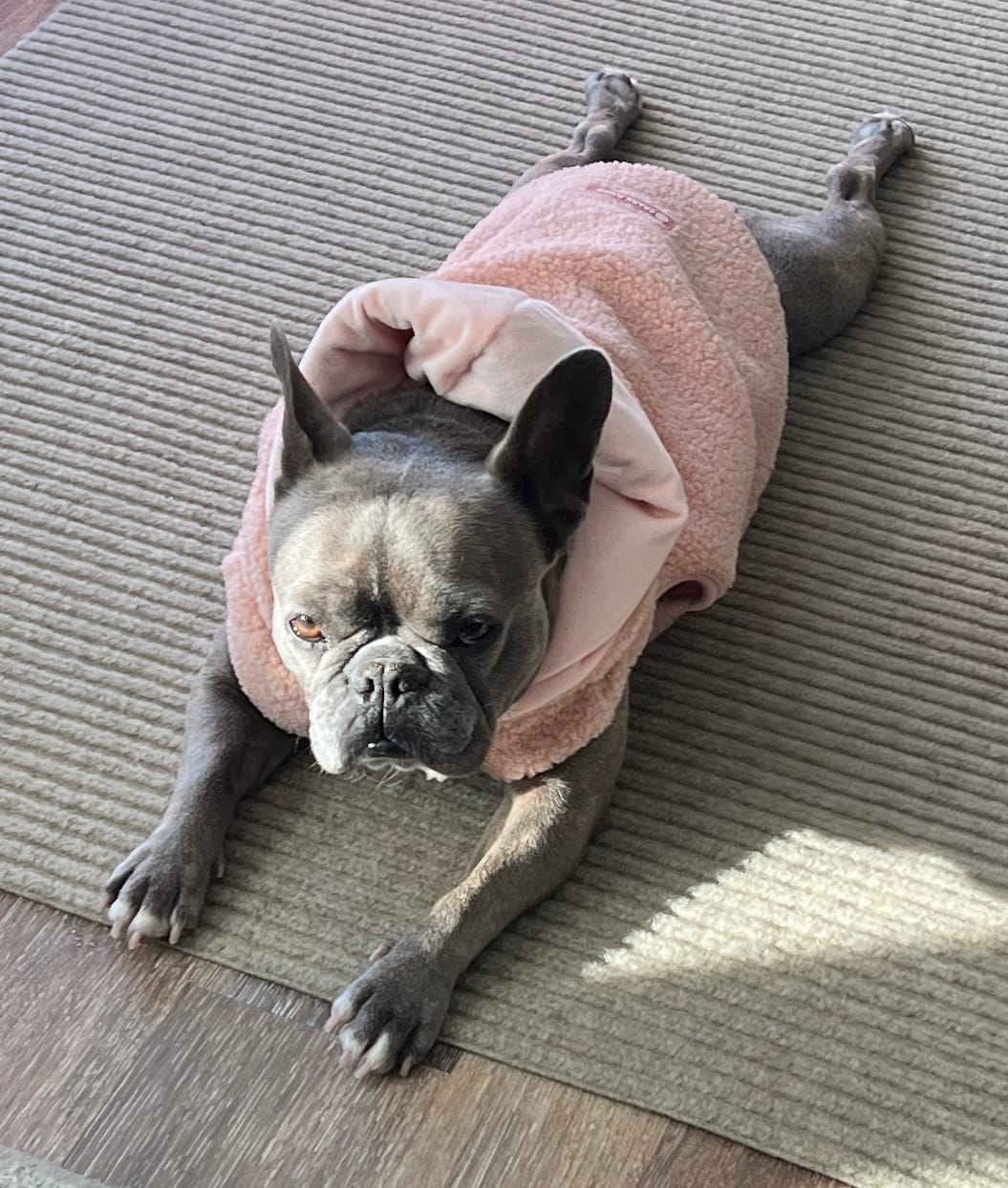 Customer photo review of Teddy Sherpa Dog Jackets