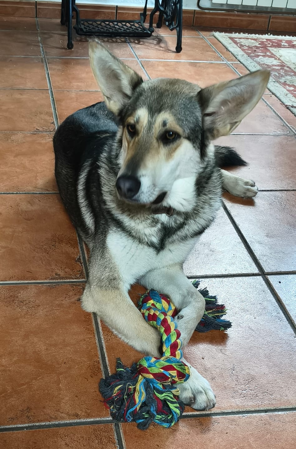 Customer photo review of Puppy