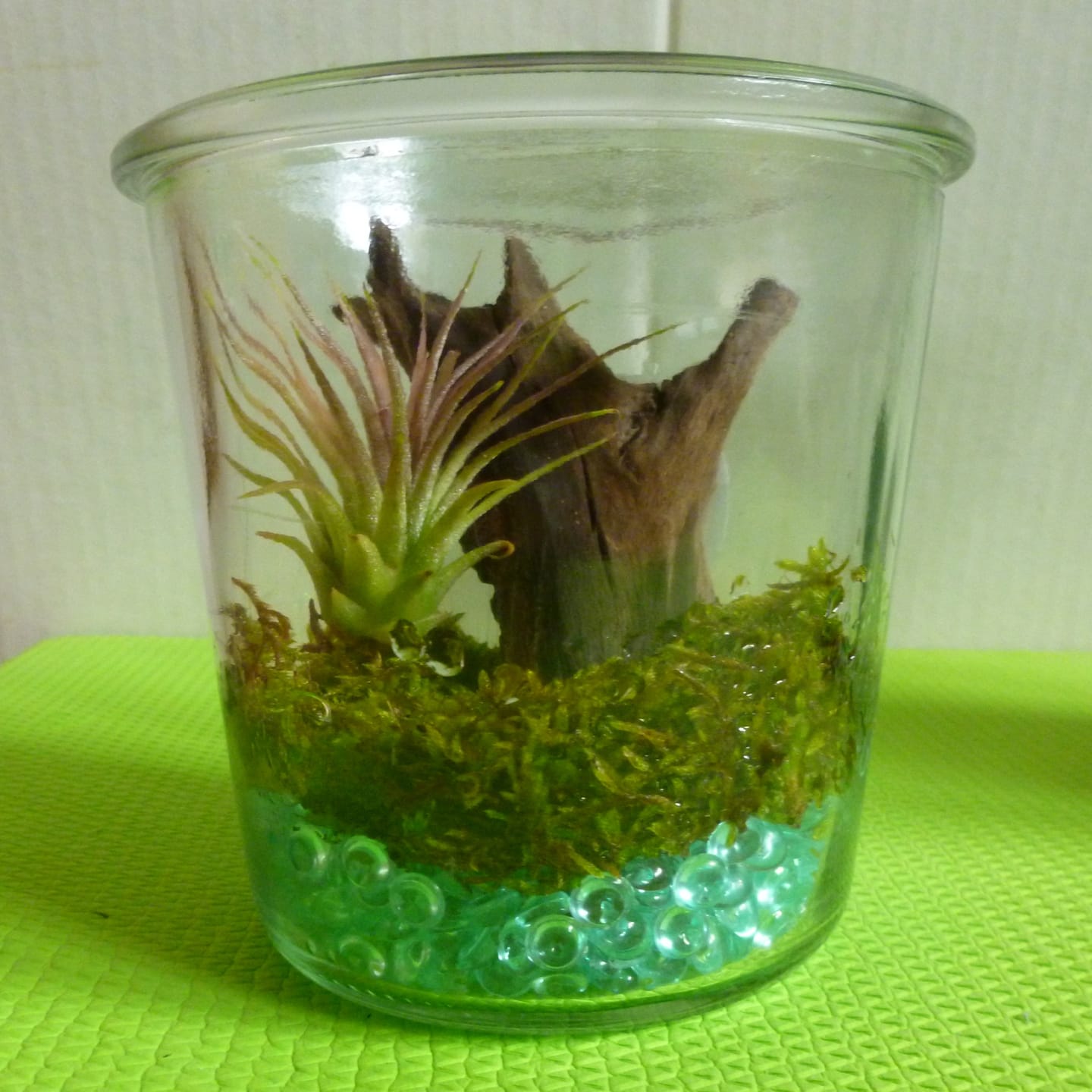 Customer photo review of Tillandsia ionantha 'Red Marble'