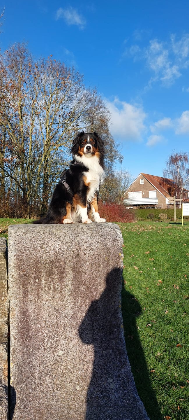 Customer photo review of Wurmtest Plus Hund