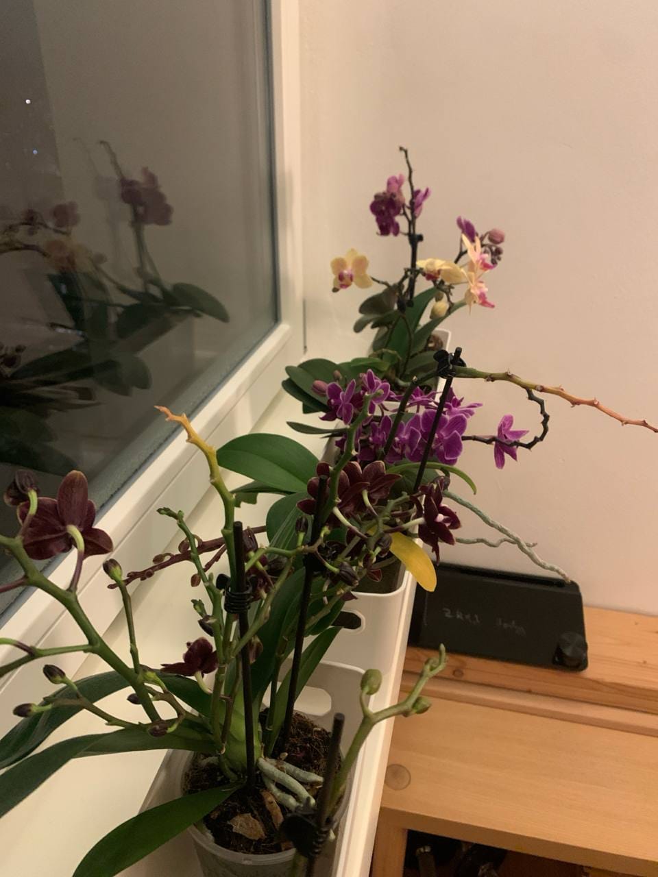 Customer photo review of Table Dance Farbmix im 6er Set mit 2 Rispen