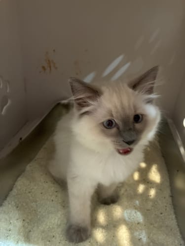 Customer photo review of 3 Month Supply - 1 Cat