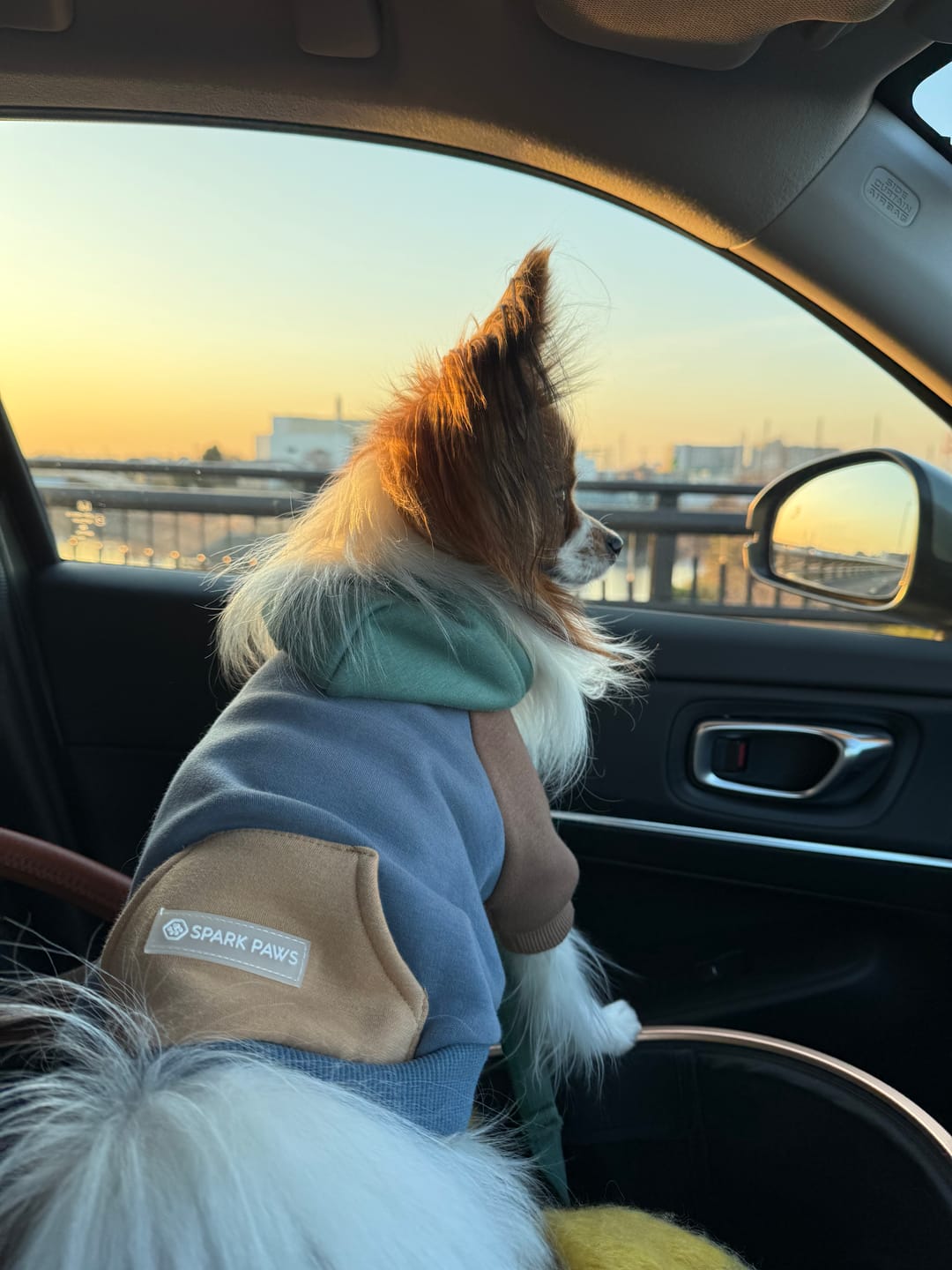 Customer photo review of Alpine Dog Hoodie