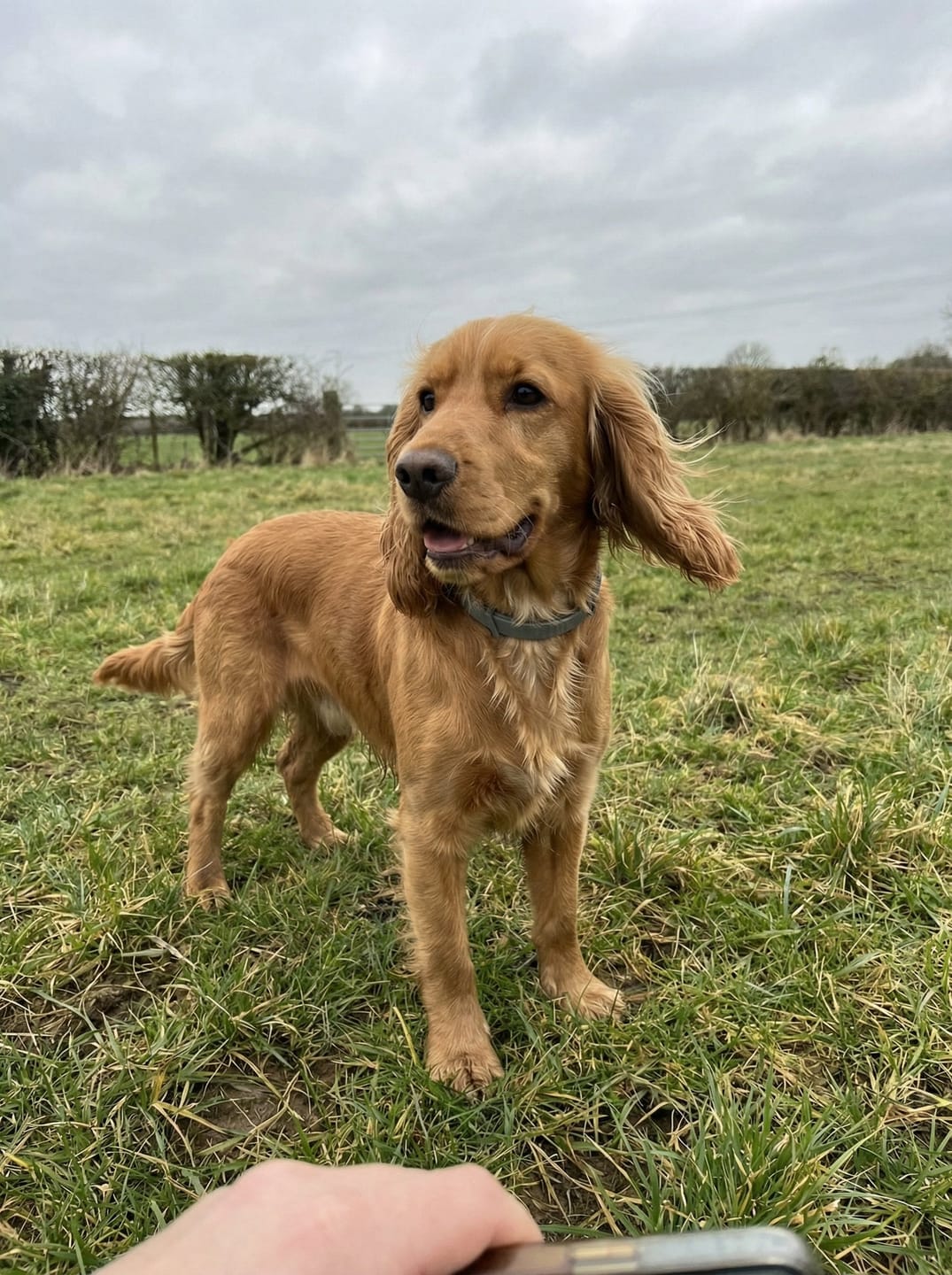 Customer photo review of BIO-COLLAR™ - 8 Months Natural Flea & Tick Protection