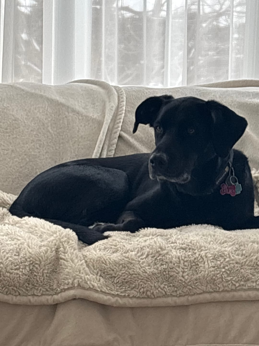 Customer photo review of Horizon Pulsar - Nourriture sans grains pour chien