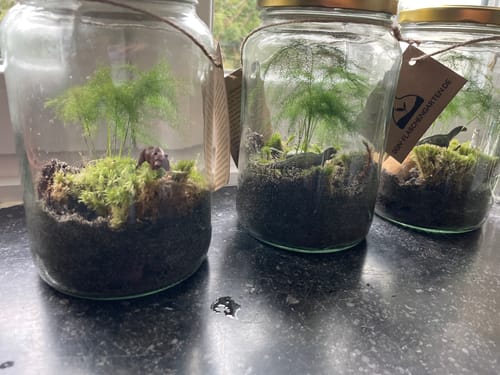 Ein Rezensent zeigt drei fertige Flaschengarten-Sets in Gläsern, gefüllt mit Erde, Moos, Pflanzen und Dinosaurierfiguren.