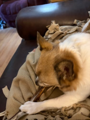 Customer photo review of Moderate Chewer Trial Pack – For Dogs Who Love a Challenge!