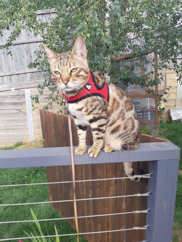 Customer photo review of 3 Month Supply - 1 Cat