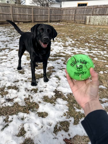 Customer photo review of Fetch & Glow Balls