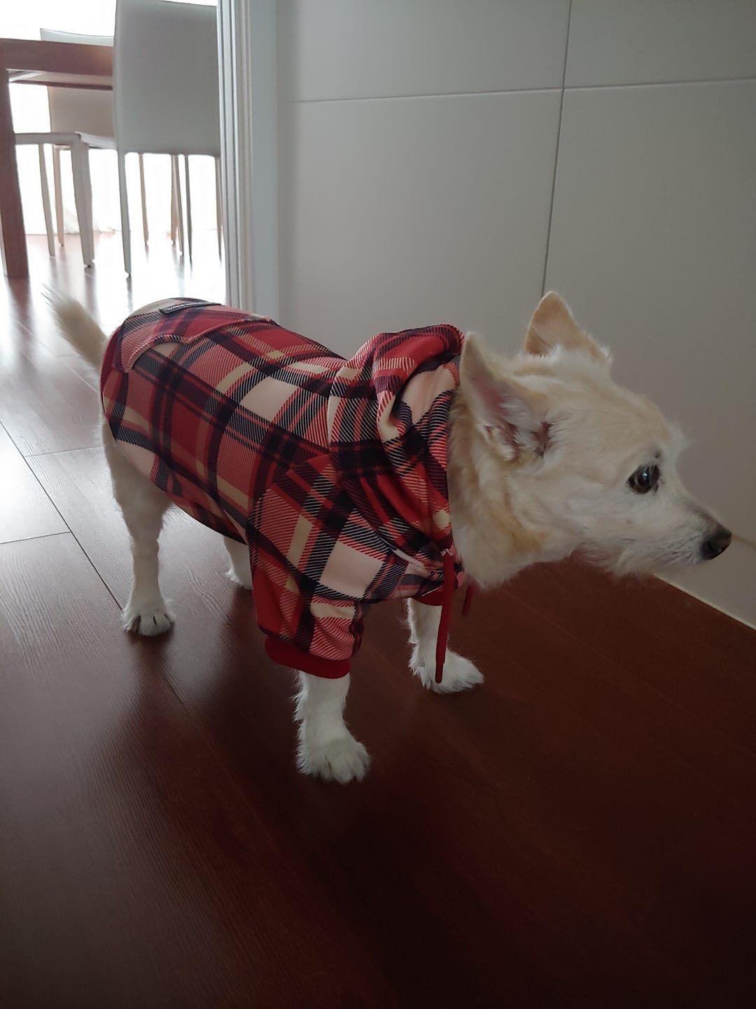 Customer photo review of Red Plaid Dog Hoodie