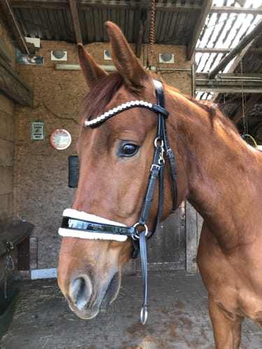 Foto eines Rezensenten: Ein braunes Pferd trägt einen verzierten, gebisslosen Zaum in einem Stall.