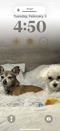 Customer photo review of Fresh Breath, Strong Gums, and Clean Teeth with the DE-01™ Dental Dogbiotic