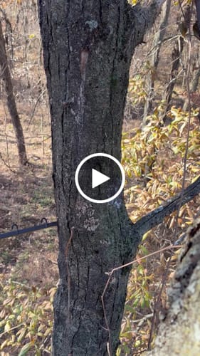 Customer video review of Titanium Broadheads
