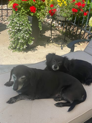 Customer photo review of Adored Beast - Gut Soothe Soutien digestif naturel pour animaux