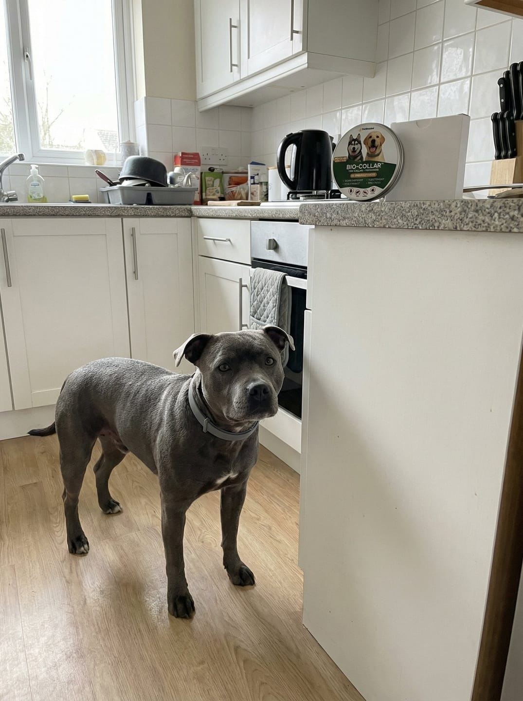 Customer photo review of BIO-COLLAR™ - 8 Months Natural Flea & Tick Protection