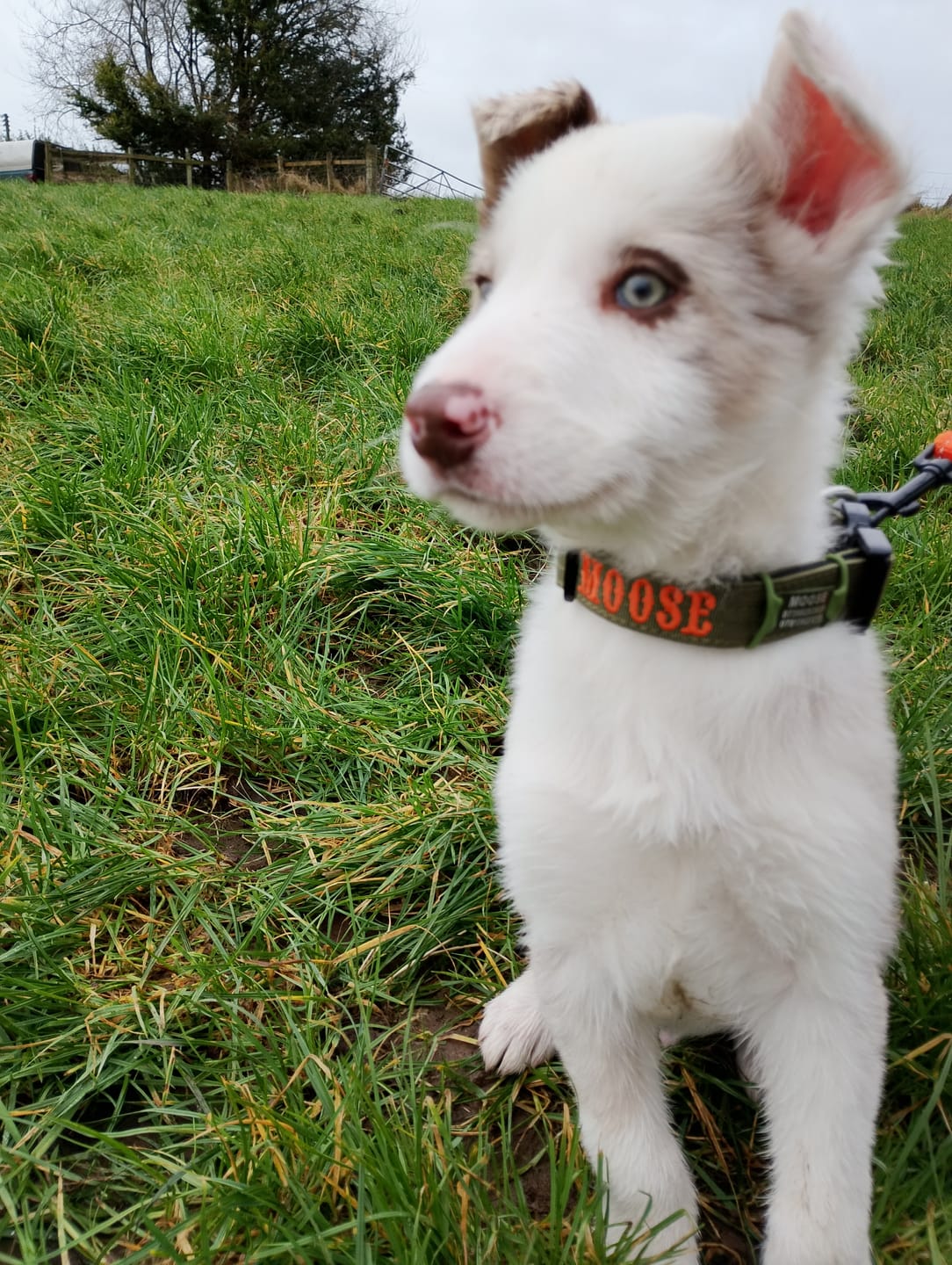 Customer photo review of 2.5cm Combat® Collar | With Handle & Rated Clip - Khaki