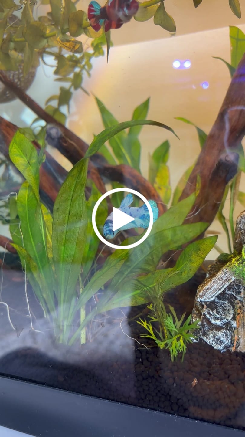 Customer video review of Female Betta Fish Marble Dot Moo Cow Plakat