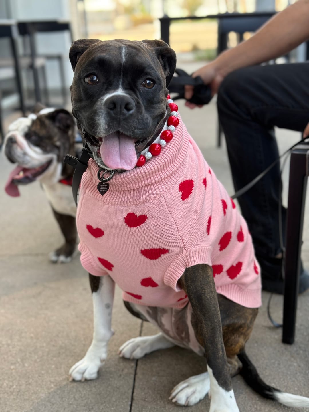 Customer photo review of Hearts Knit Dog Sweater