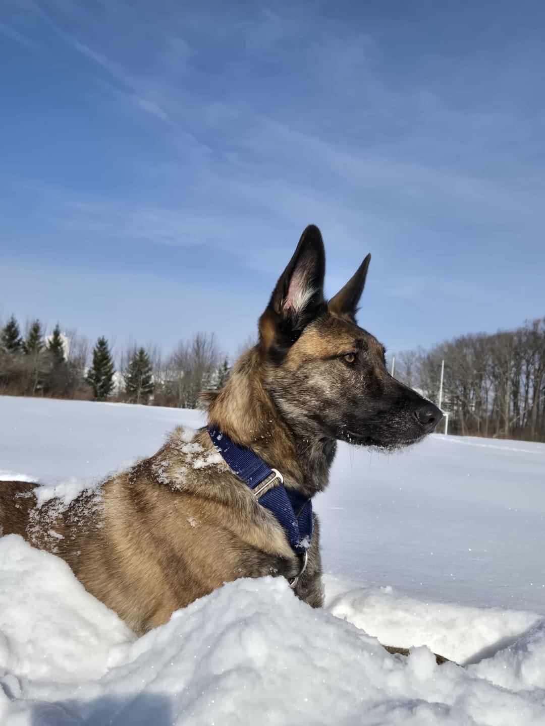 Customer photo review of Small Bully Stick Ring