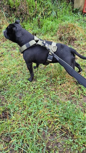 Customer photo review of 1.4m Swivel Combat Lead | Anti-Tangle & Secure Clip - Khaki