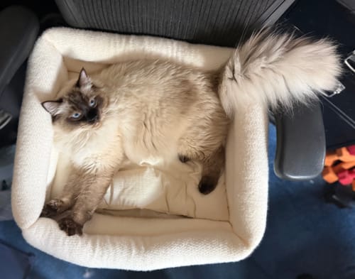 Customer photo review of Dubu Bed
