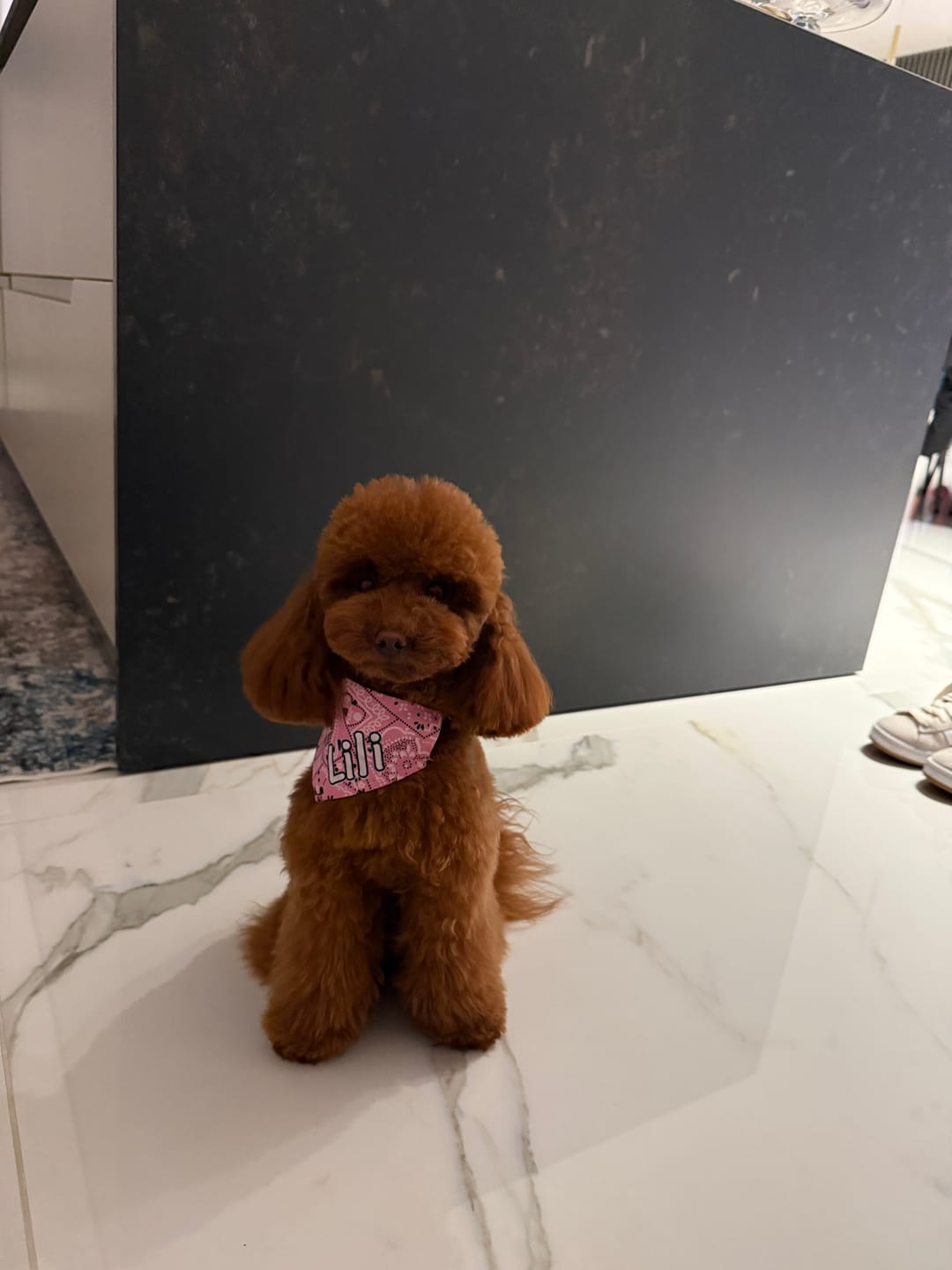 Customer photo review of AnimArtì MAMAPÙ Phon per Cani con Supporto da Collo - 1400W
