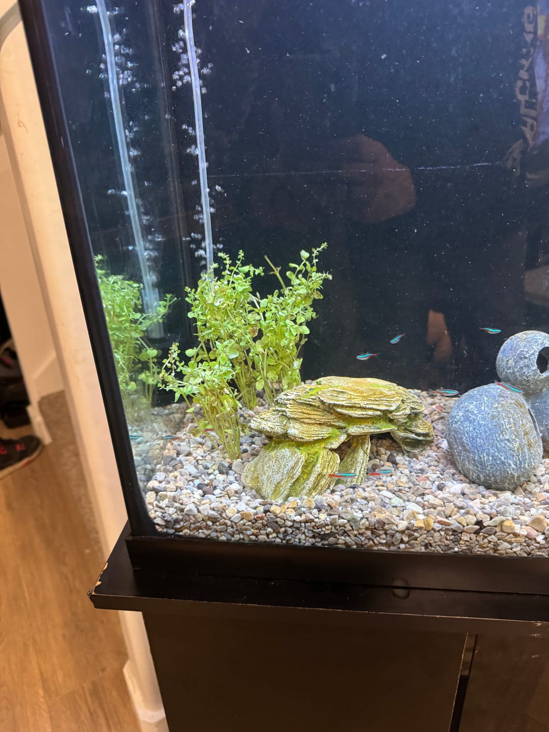 Customer photo review of Rotala Rotundifolia