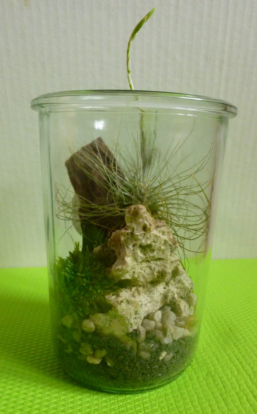 Customer photo review of Tillandsia argentea